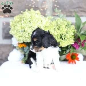 Blake, Cavapoo Puppy